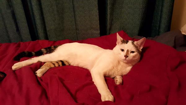 /Images/uploads/Humane Society of Utah/HSUCalendar/entries/1145thumb.jpg